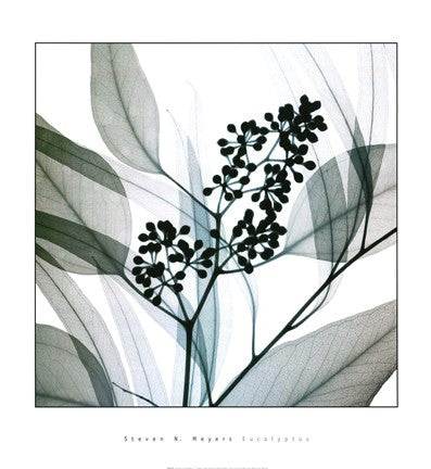 Eucalyptus