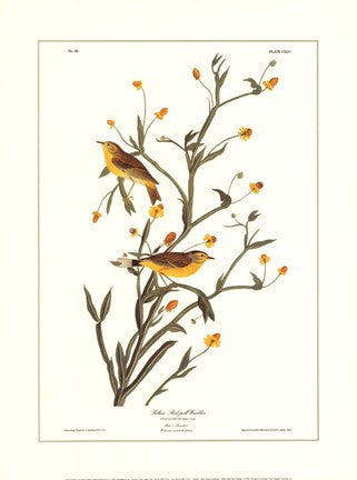 Yellow Red-Poll Warbler