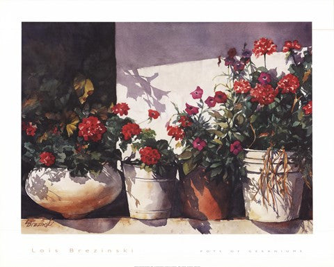 Pots of Geraniums