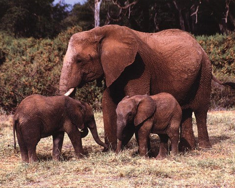 Elephants