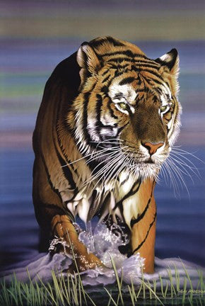 Tiger In Water
