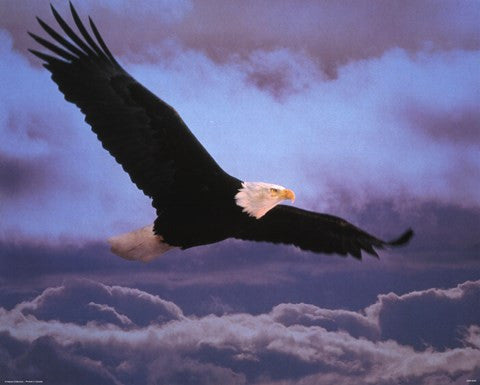 Bald Eagle In Flight