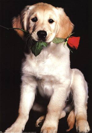 Dog and Rose