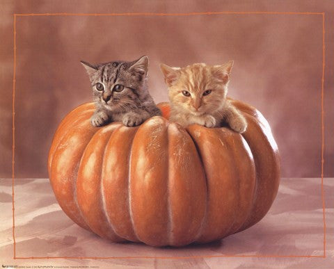 Kittens