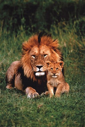 Lion And Baby