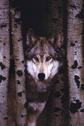 Gray Wolf