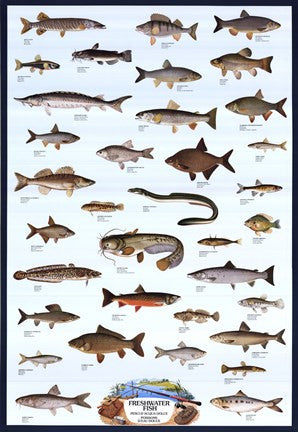 Freshwater Fish