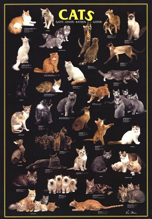 Cats