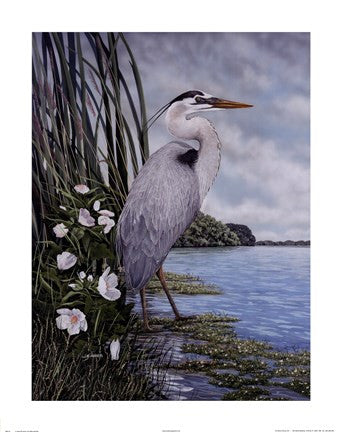 Great Blue Heron