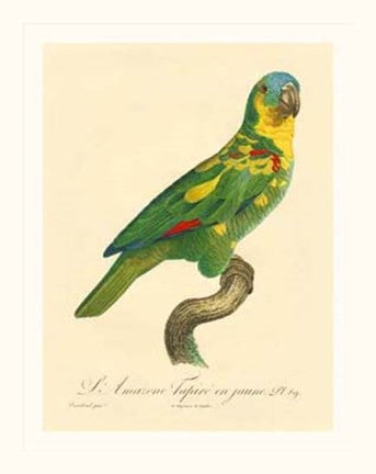 Parrot, PL 89