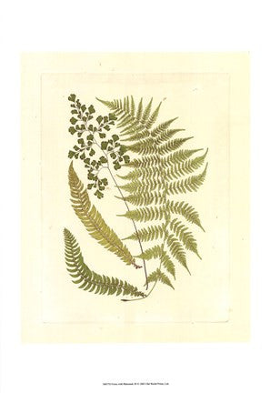 Ferns with Platemark III