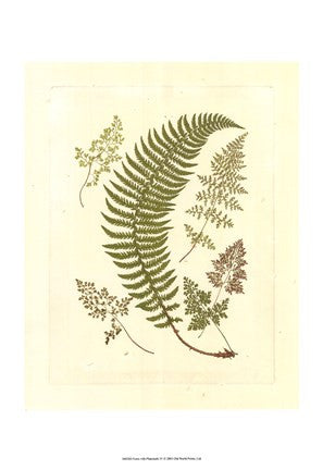 Ferns with Platemark IV