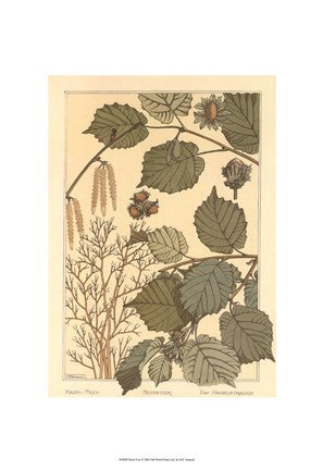 Hazel Tree