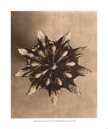 Sepia Botany Study IV