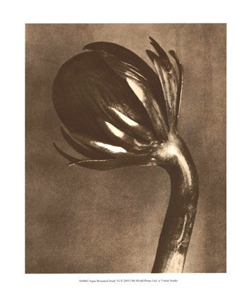 Sepia Botany Study VI