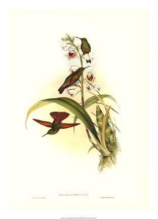 Hummingbird II