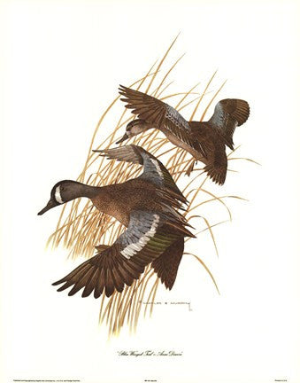 Blue Winged Teal
