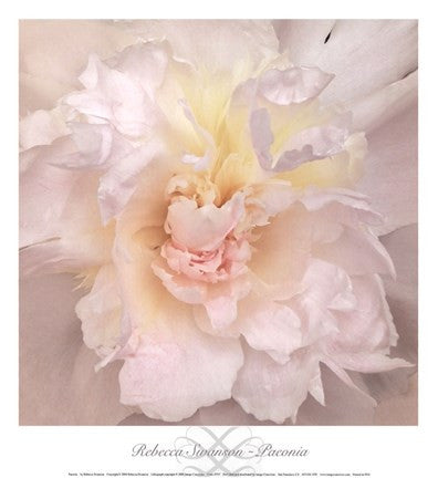 Paeonia