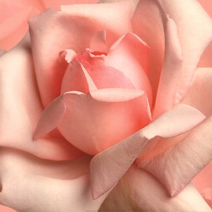 Pink Rose