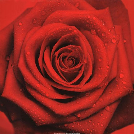 Red Rose