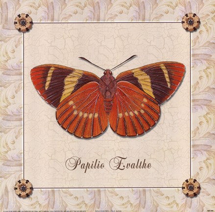 Papilio Evalthe I