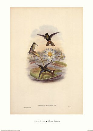 Urosticte Ruficrissa