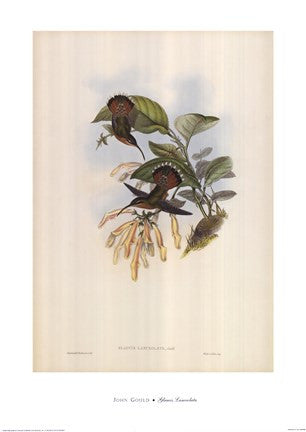 Glaucis Lanceolata