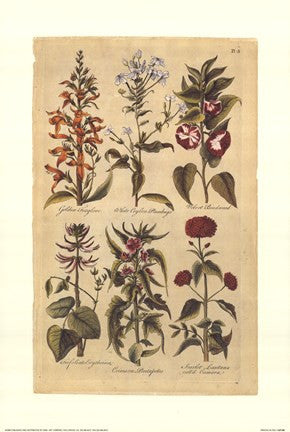 Botanicals