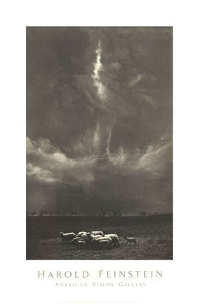 Sheep Under Cloud