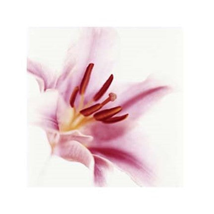 Oriental Pink Lily