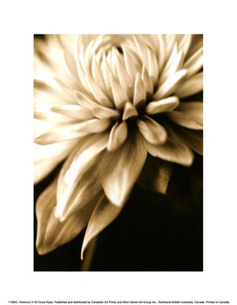Radiance IV
