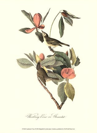 Audubon's Vireo