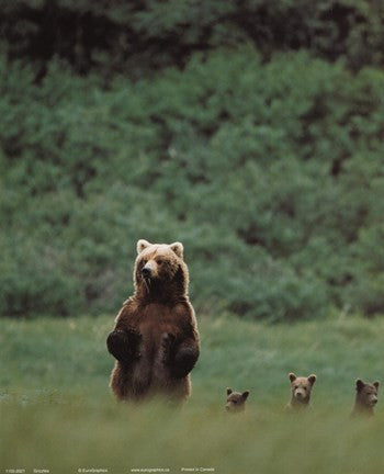 Grizzlies