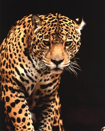 Leopard - photo
