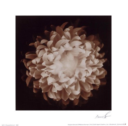 Chrysanthemum