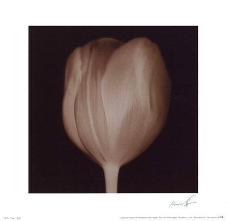 Tulip