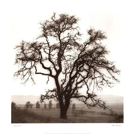 Country Oak Tree
