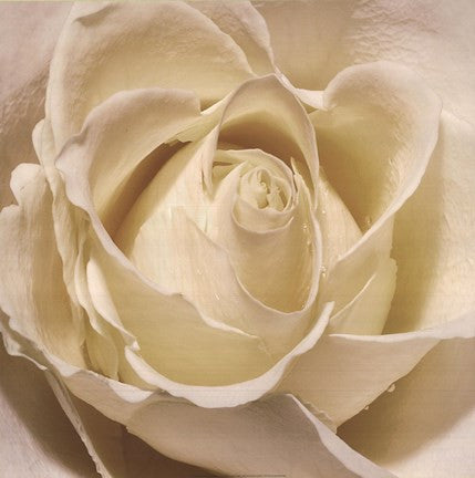 White Rose