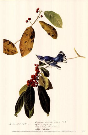 Cerulean Warbler