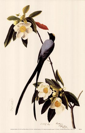 Fork-Tailed Flycatcher