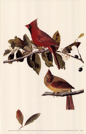 Northern Cardinal