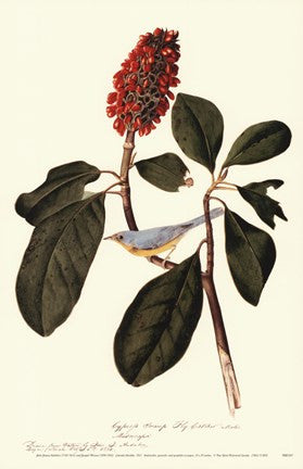 Canadwarbler