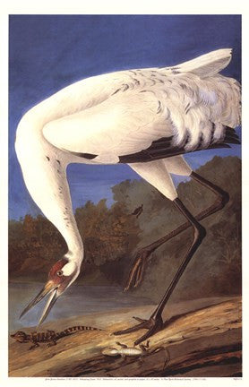 Whooping Crane