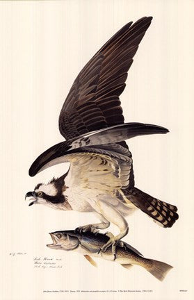 Osprey