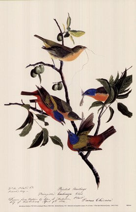 Painted Bunting