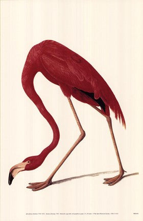 Greater Flamingo