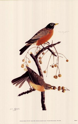 American Robin