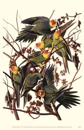 Carolinparakeet