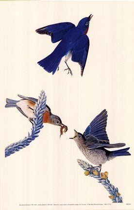 Eastern Bluebird