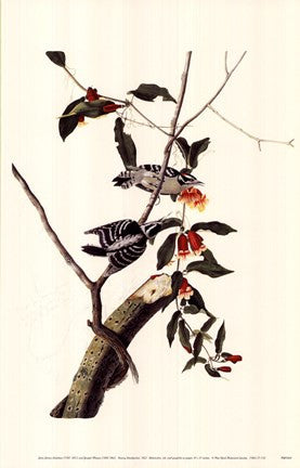 Downy Woodpecker